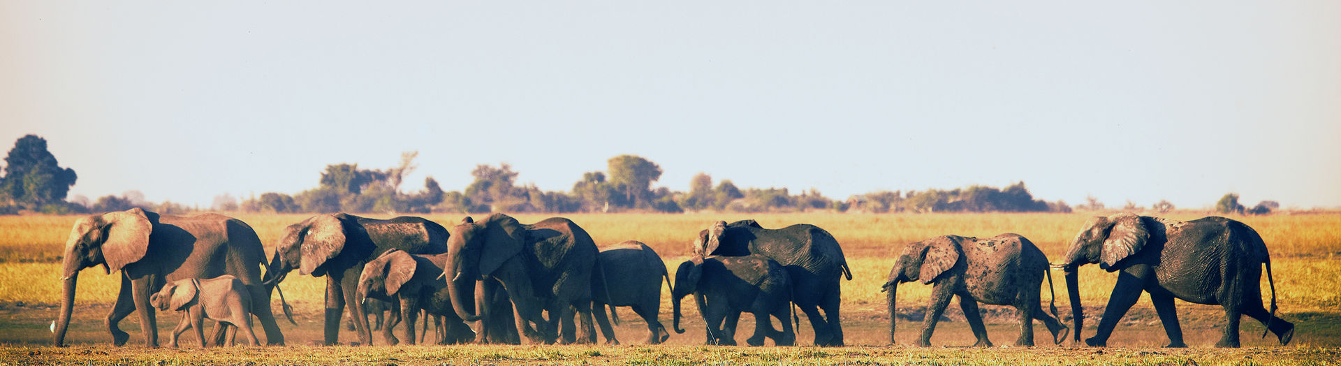 Chobe National Park, Botswana