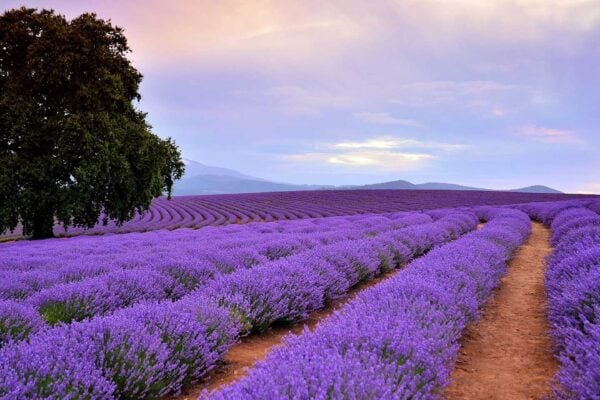 Tassie Getaway