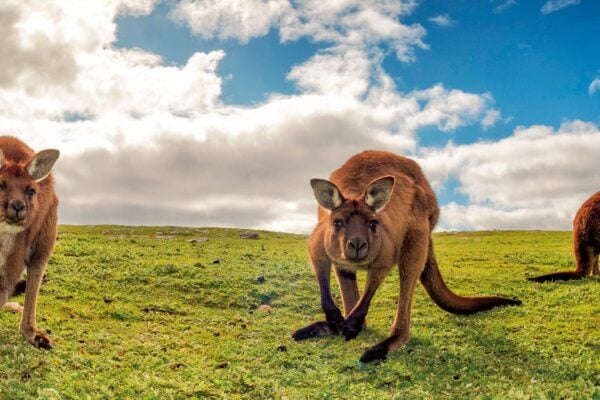 Great Ocean Road and Kangaroo Island Escape