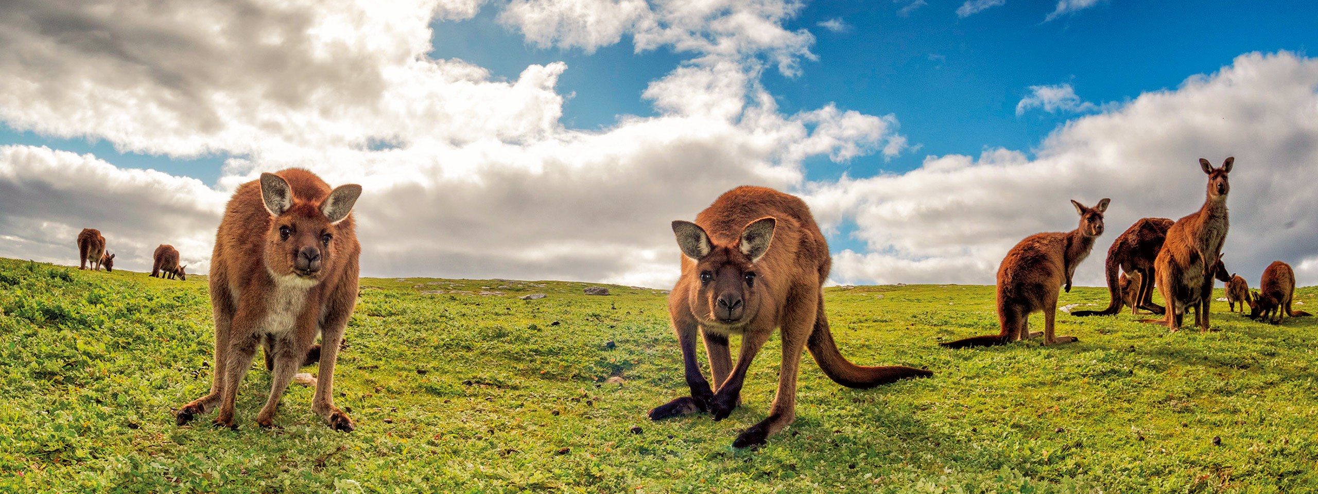 Great Ocean Road and Kangaroo Island Escape